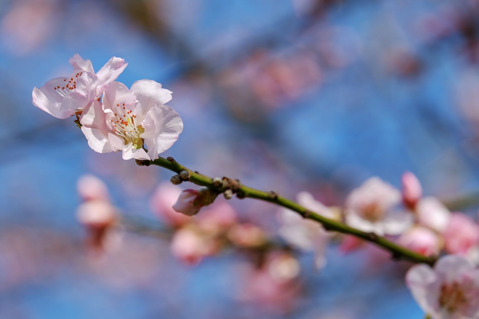 Fujifilm XF 55-200mm F3.5-4.8 R LM OIS sample photo. Japanese cherry trees, blossom photography