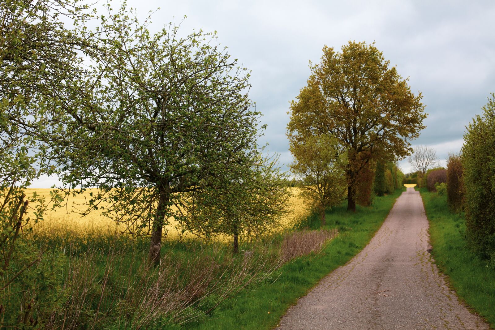 Canon EOS 5D Mark II sample photo. Oilseed rape, lane, apple photography