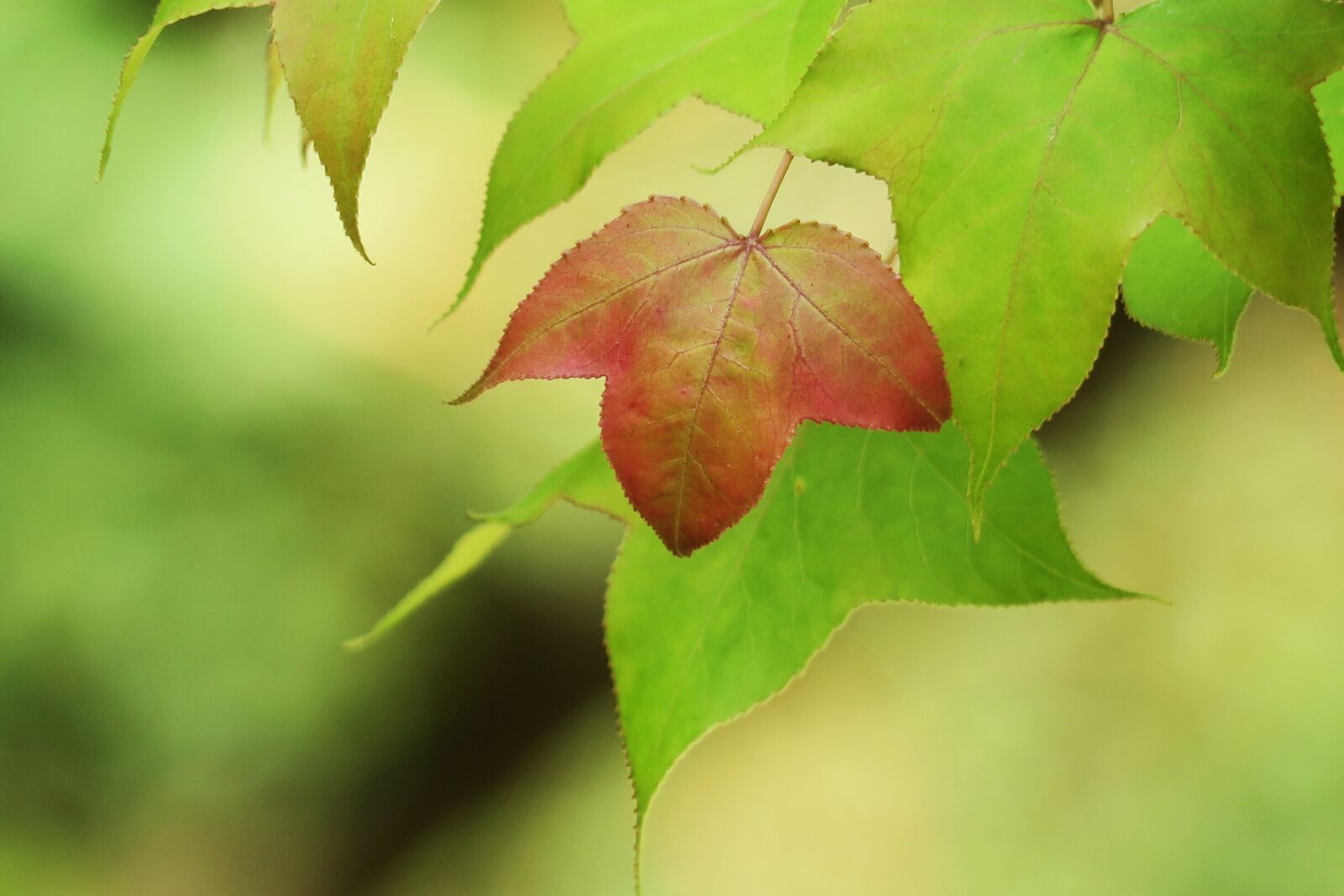 Canon PowerShot G3 X sample photo. Leaf, nature, plant photography