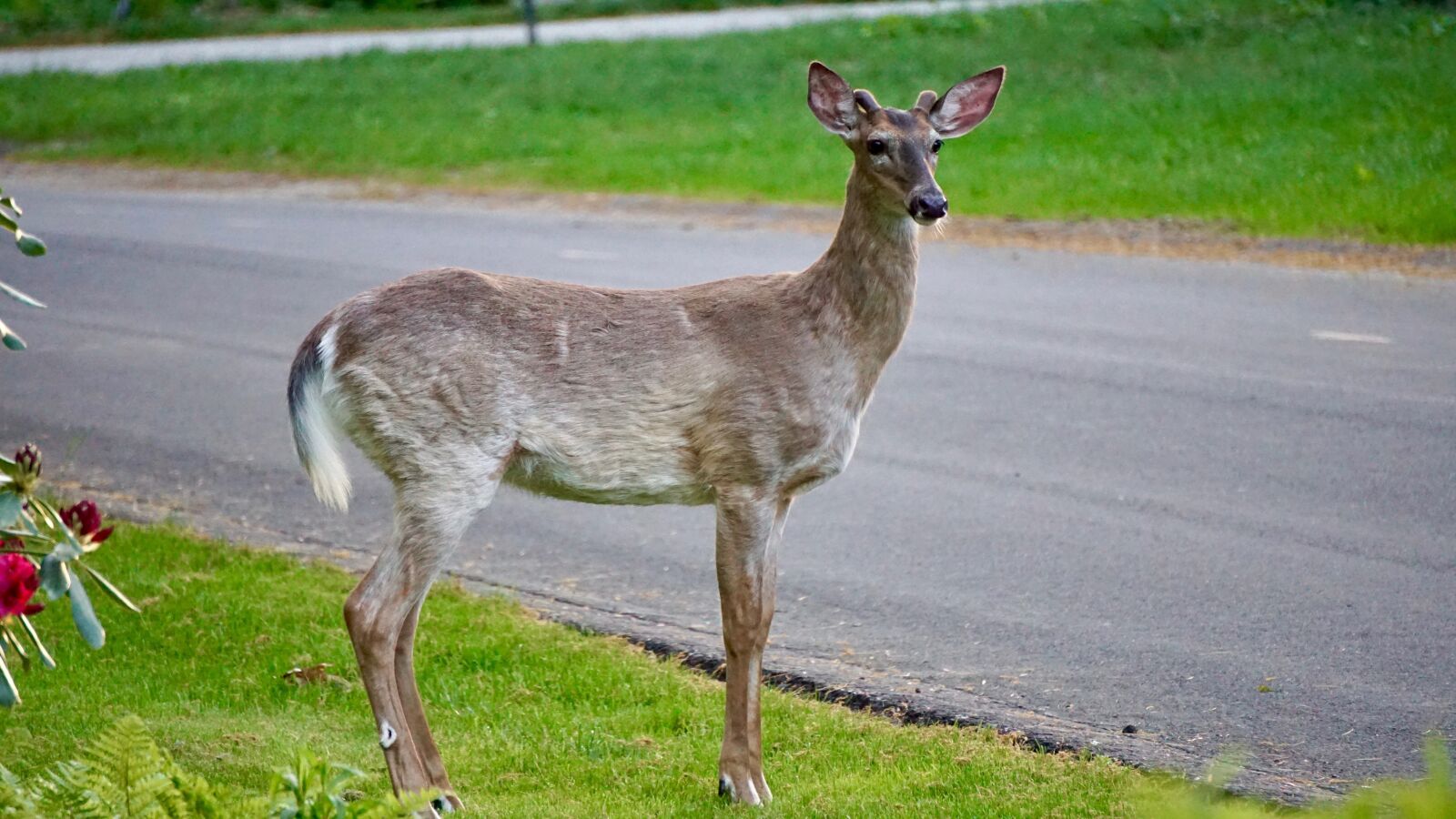 Sony a6000 sample photo. Deer, waiting, nature photography