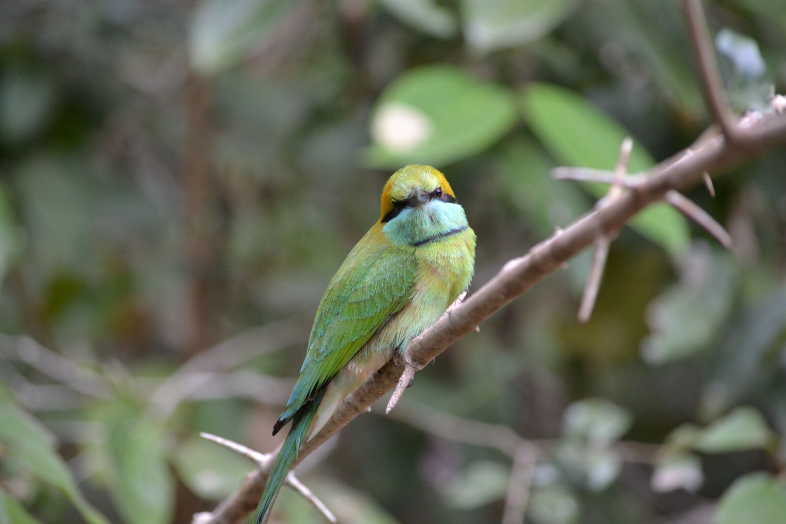 Nikon D3100 sample photo. Bird, sri lanka, wildlife photography
