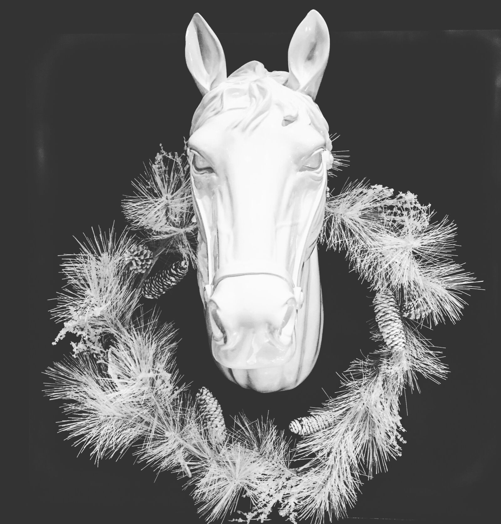 Apple iPhone 6s Plus sample photo. Horse, head, stallion photography