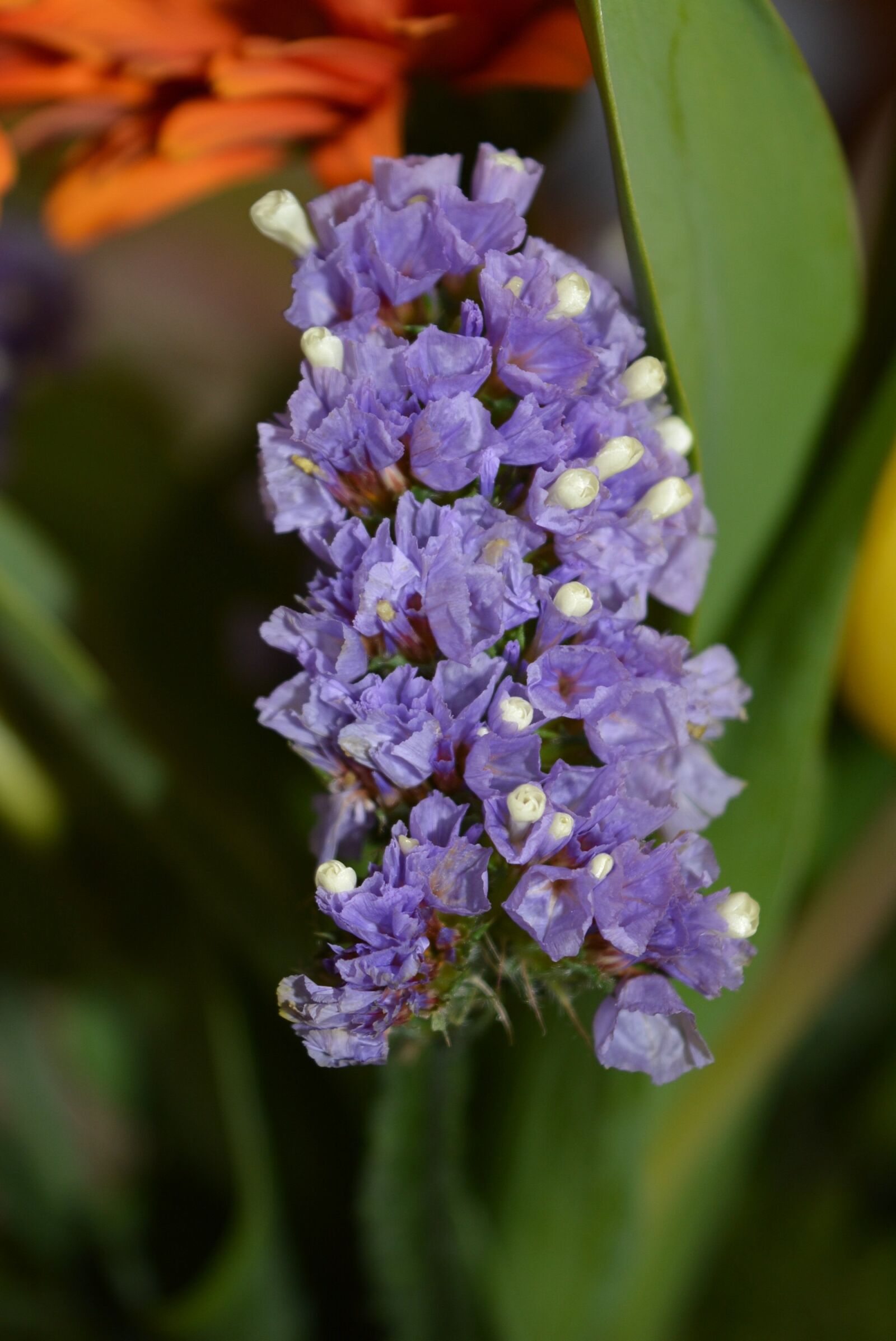 Nikon D5200 sample photo. Beach lilac, blossom, bloom photography