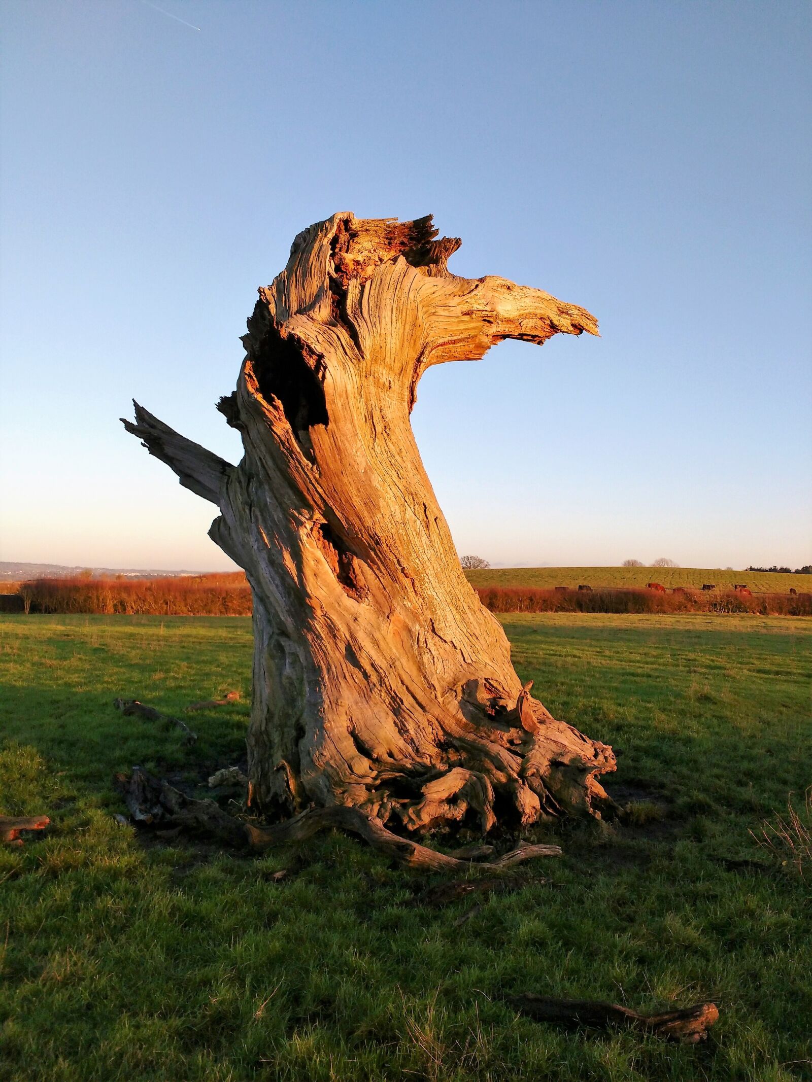 Motorola MotoG3 sample photo. Tree, tree trunk, dead photography