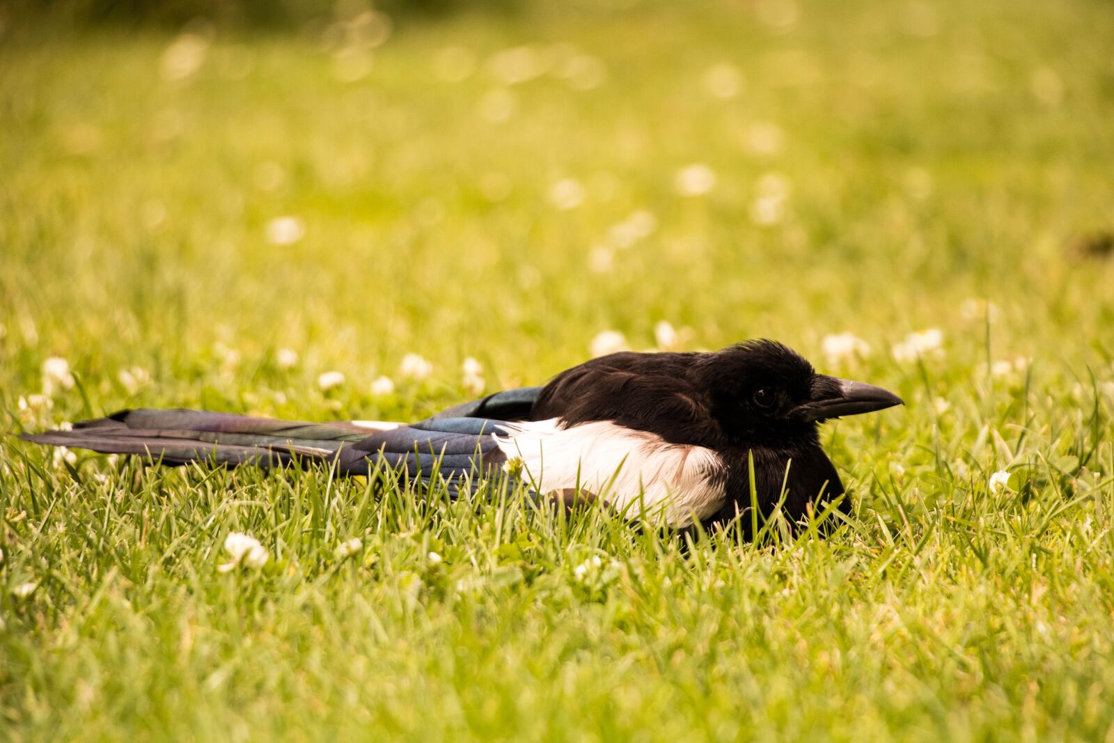Canon EOS 80D sample photo. Bird, park, copenhagen photography