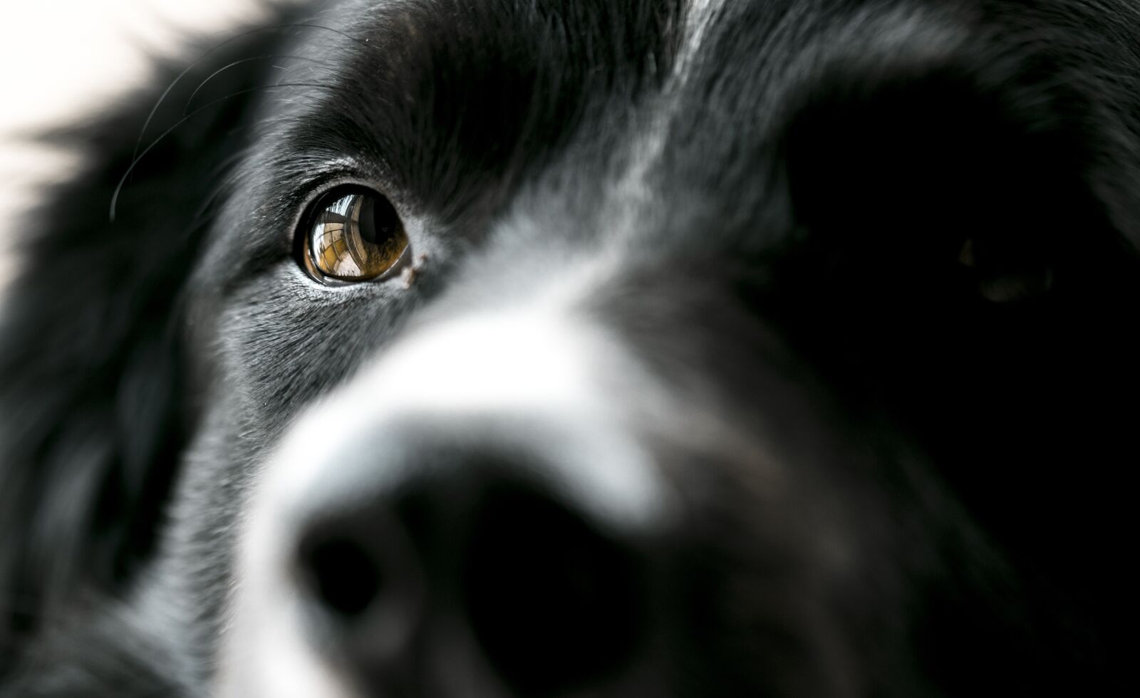 Canon EOS 800D (EOS Rebel T7i / EOS Kiss X9i) sample photo. Dog, eye, bordercollie photography