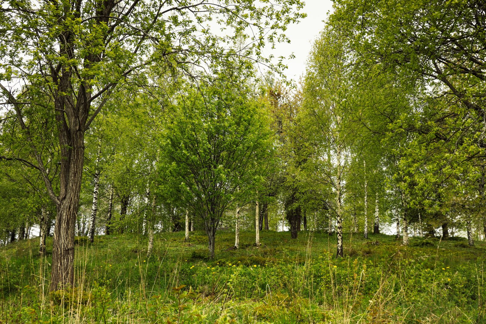 Canon EOS R sample photo. Birch, tree, nature photography