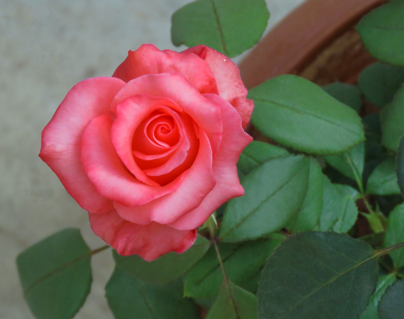Canon PowerShot SX60 HS sample photo. Just rose, rose flower photography