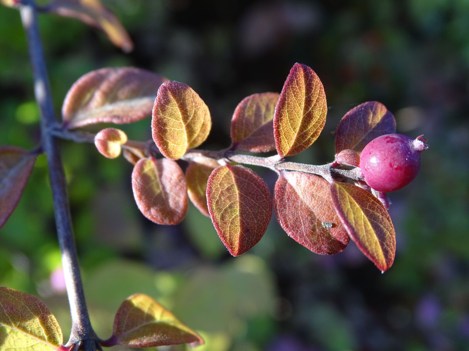 Sony Cyber-shot DSC-HX400V sample photo. Symphoricarpos, shrub, leaf photography
