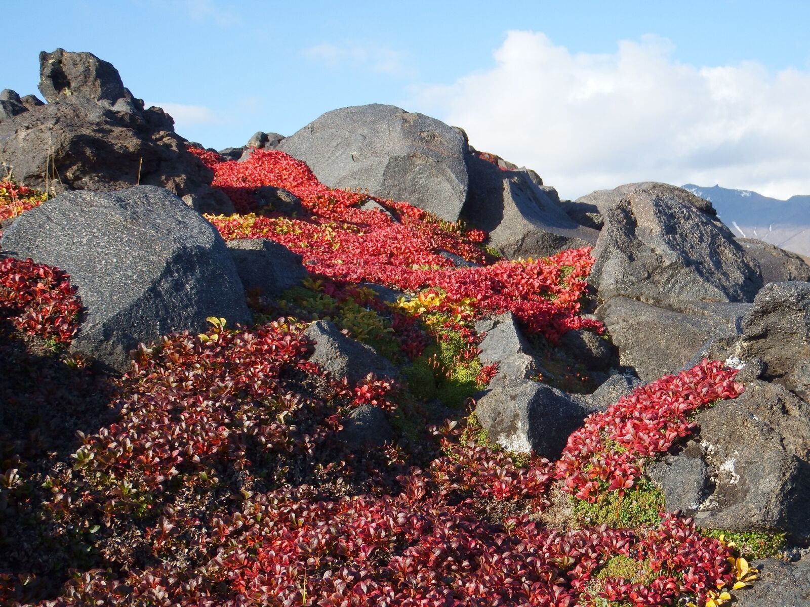Fujifilm FinePix S1 sample photo. Mountains, volcano, mushrooms photography