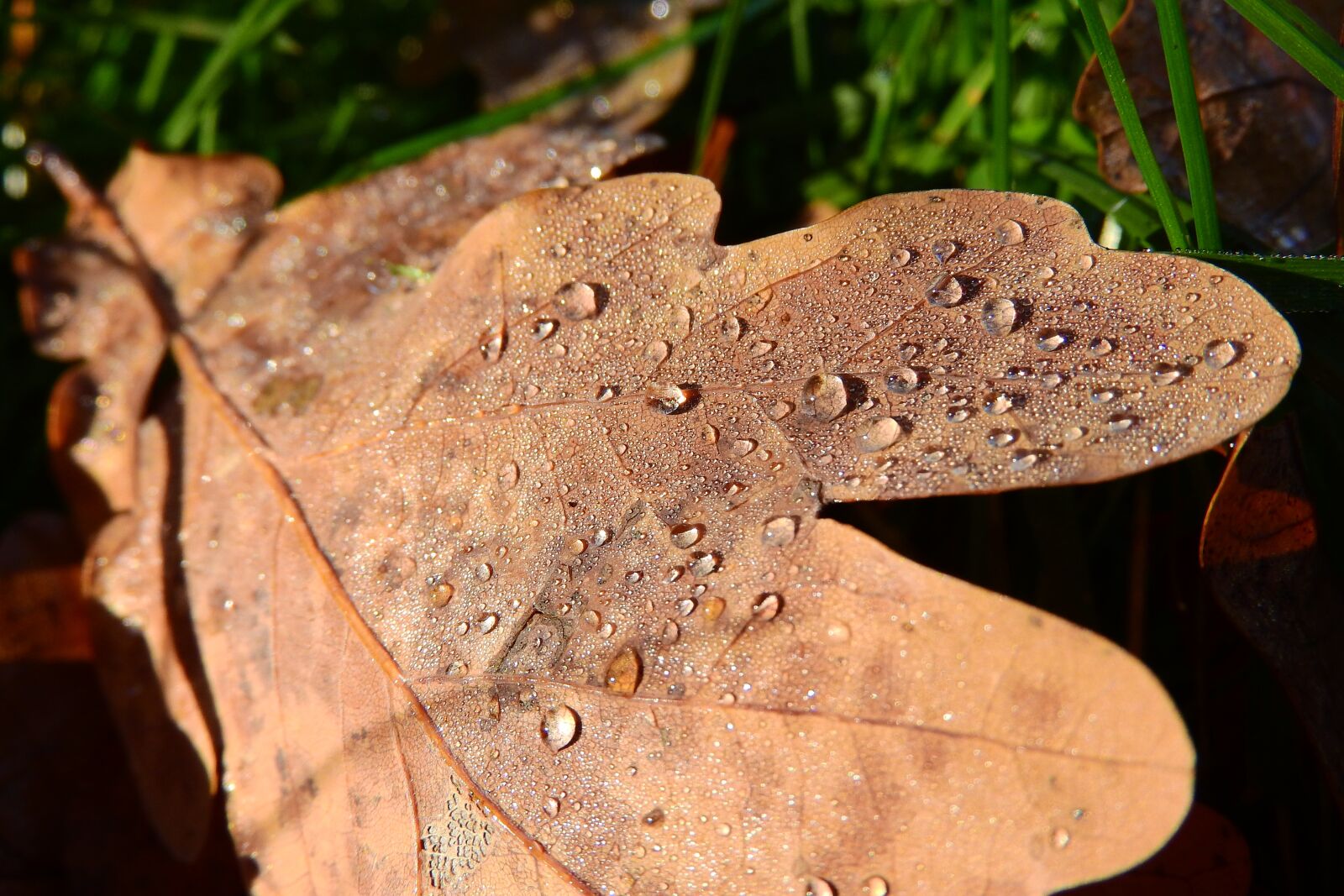 Nikon Coolpix P610 sample photo. Oak leaf, oak, drops photography