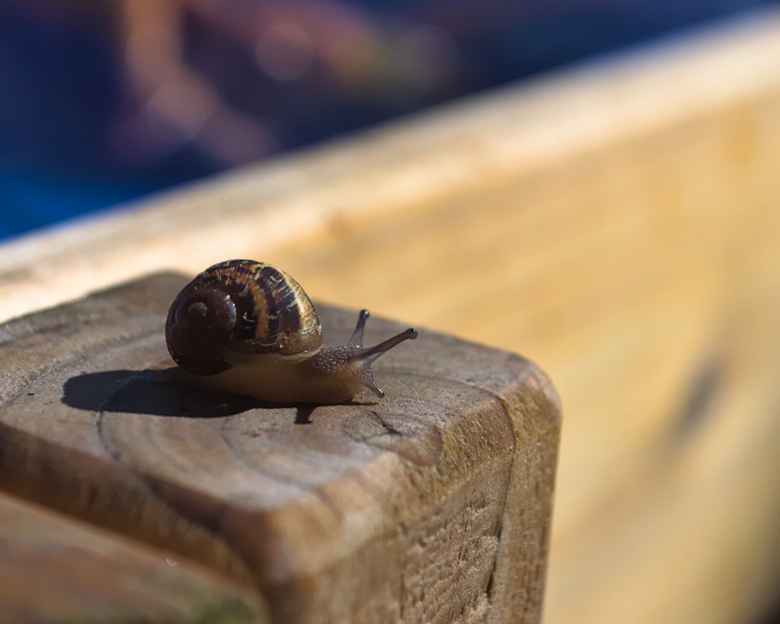 Nikon D3100 sample photo. Snail, nature, shell photography