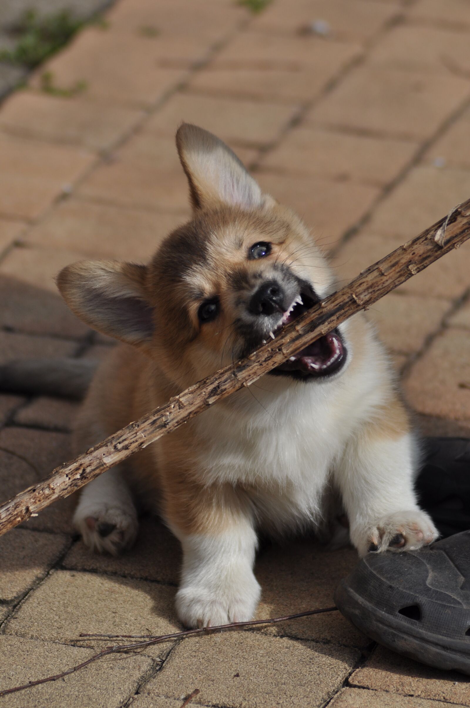 Nikon D90 sample photo. Animal, cute, dog photography