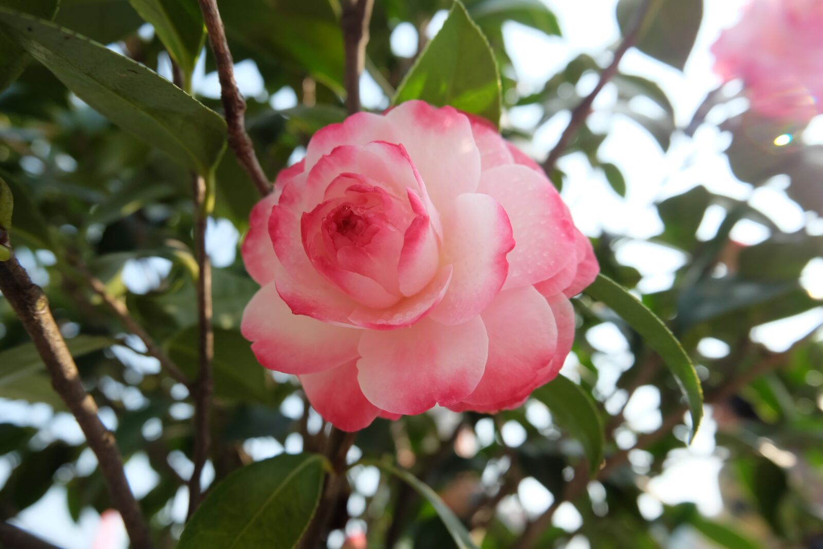 Fujifilm X-A2 + Fujifilm XC 16-50mm F3.5-5.6 OIS II sample photo. Nature, tree, leaf photography