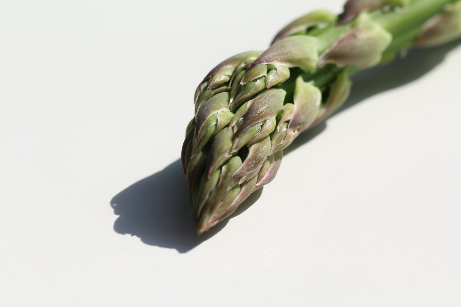 Canon EF 100mm F2.8L Macro IS USM sample photo. Asparagus, vegetable, macro photography