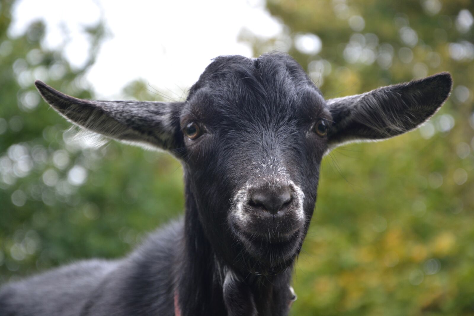 Nikon D5200 sample photo. Goat, goat black white photography