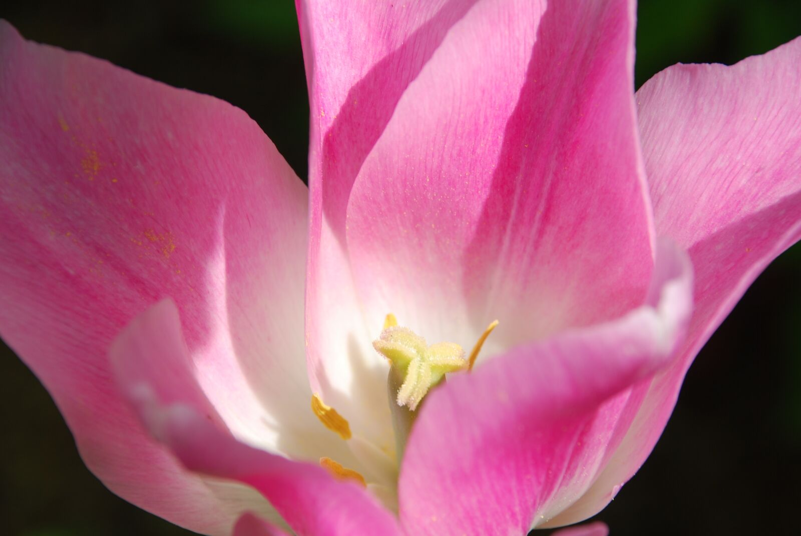 Nikon D80 sample photo. Tulip, spring, pink photography