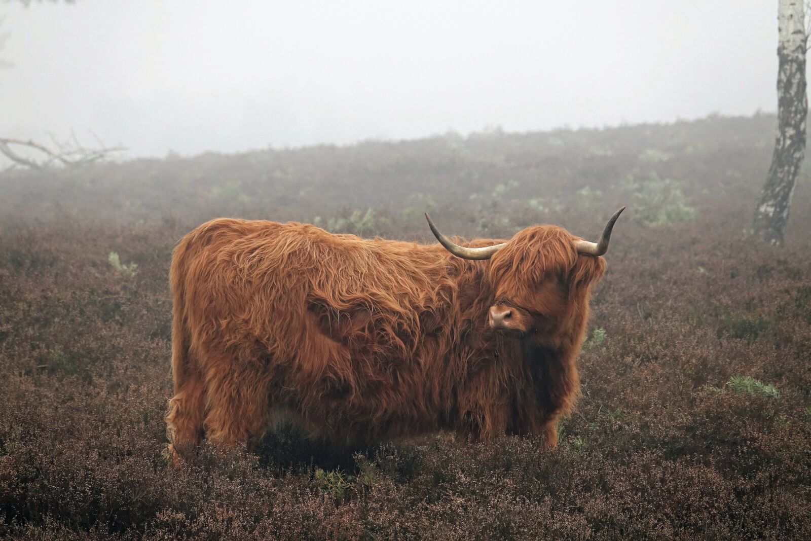 Sony Cyber-shot DSC-RX10 III sample photo. Winter, fog, scottish highlanders photography