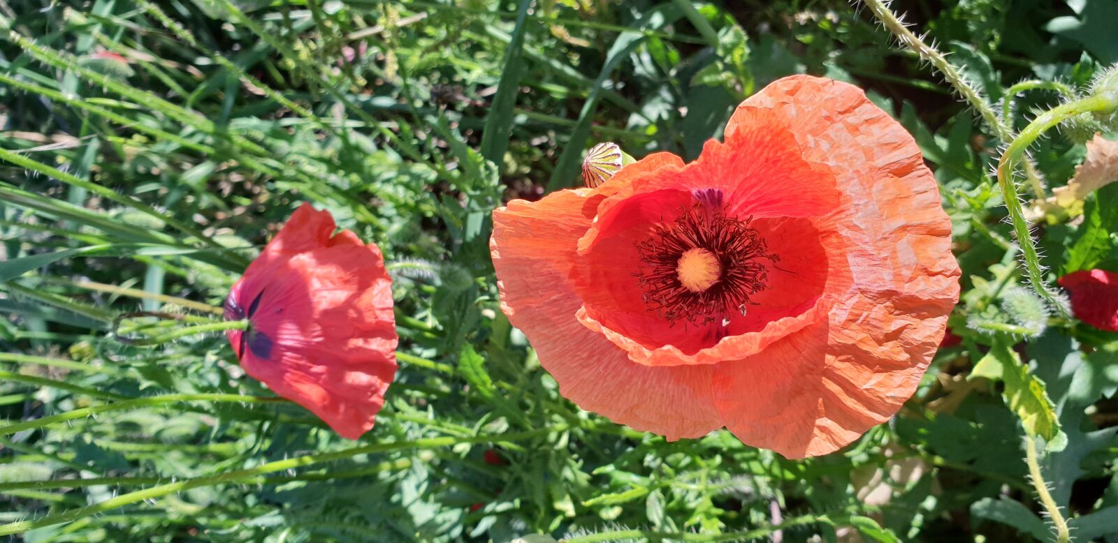 Samsung Galaxy S9+ sample photo. Amapola, flor, poppy photography