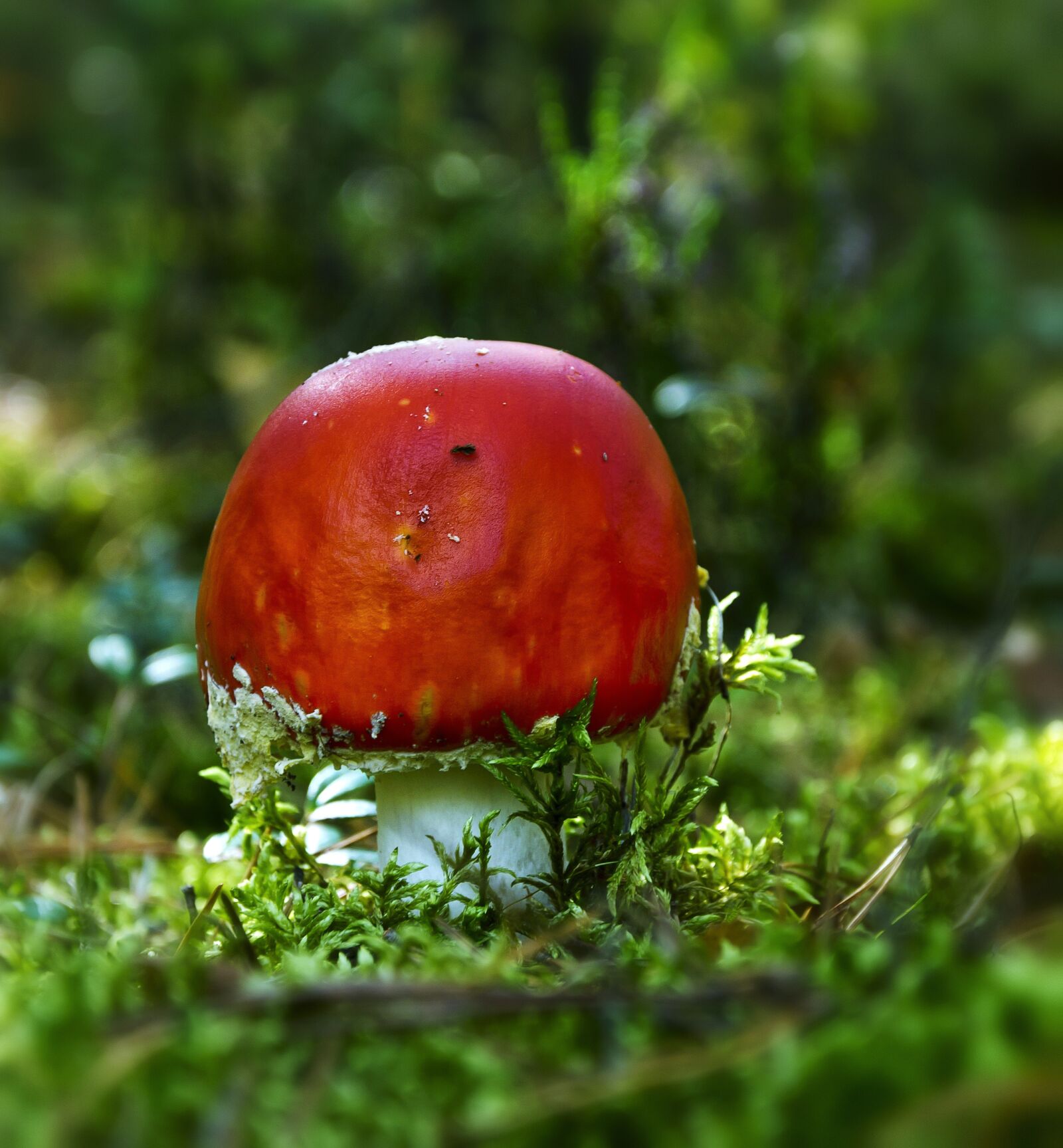 Nikon D5100 sample photo. Forest, autumn, mushroom photography