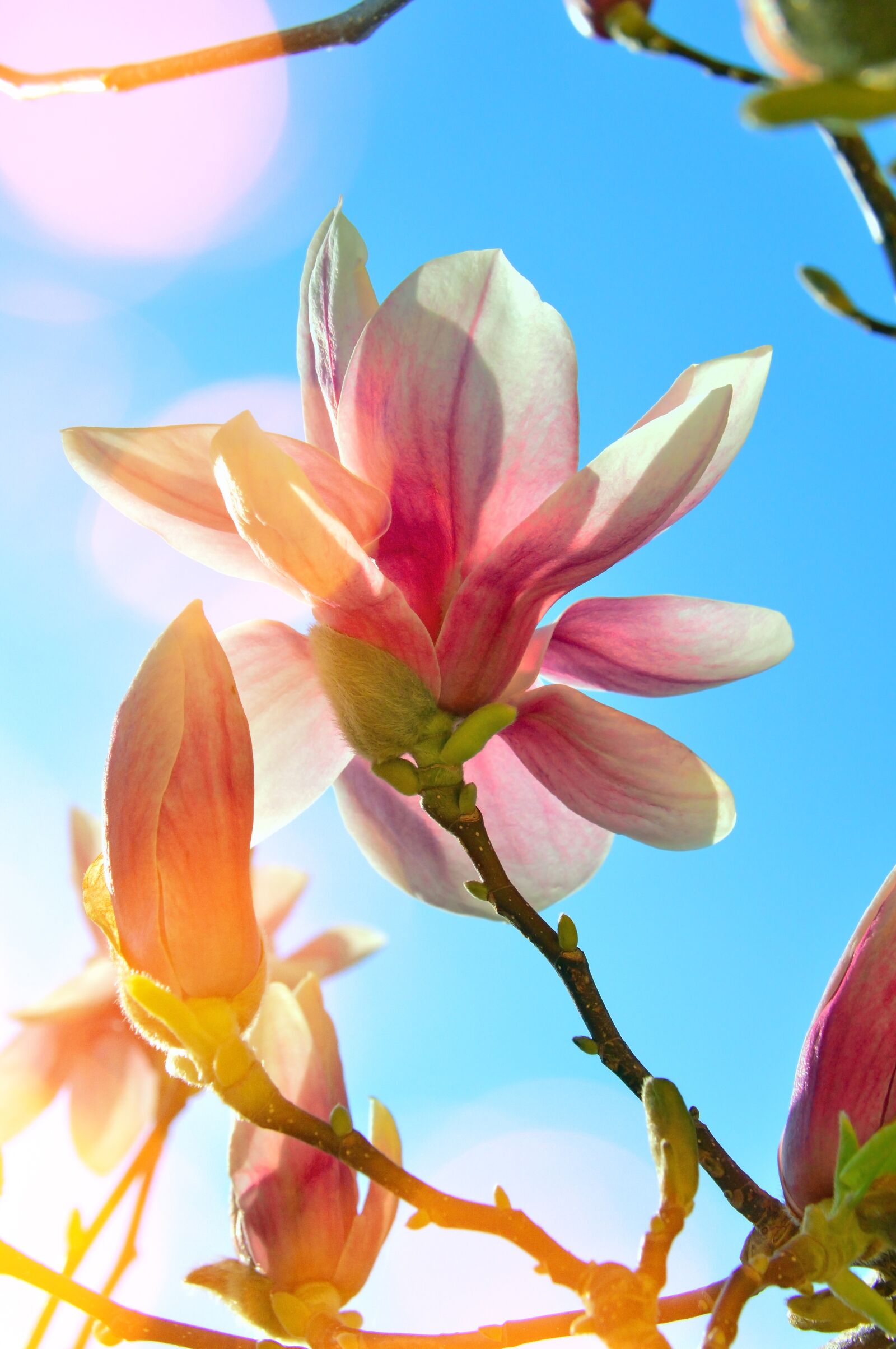 Nikon D3200 sample photo. Flower, plant, nature photography