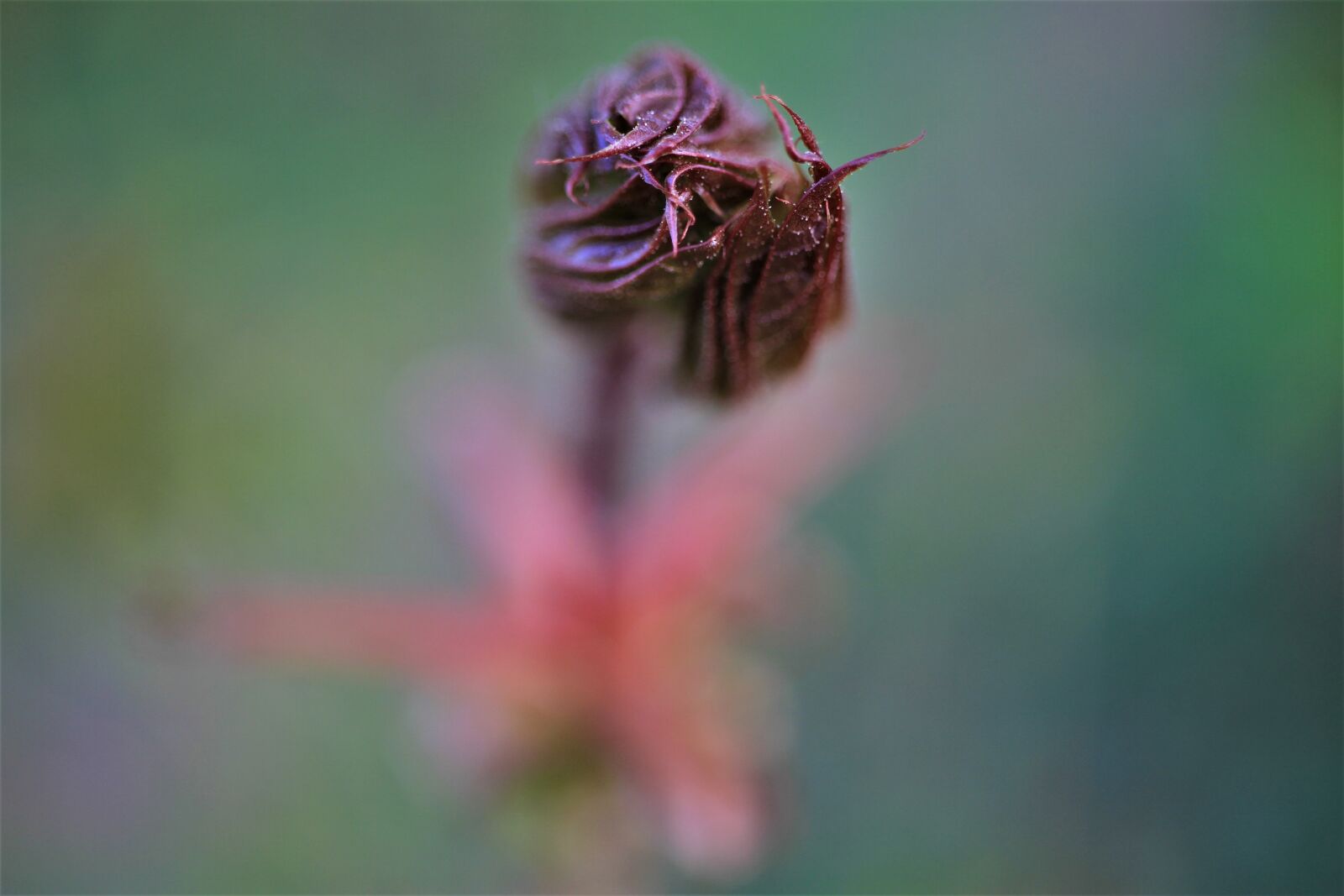 Canon EF-S 35mm F2.8 Macro IS STM sample photo. Leaves, boy shoots, branch photography