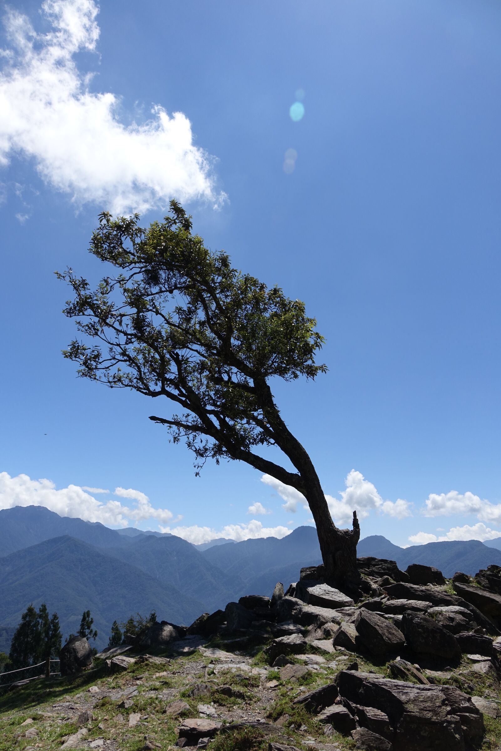 Sony Cyber-shot DSC-RX10 sample photo. Wind blown, crooked tree photography