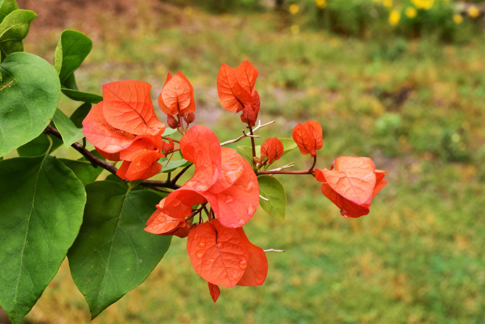 Nikon D5300 sample photo. Bougainvillea, petals, flower photography