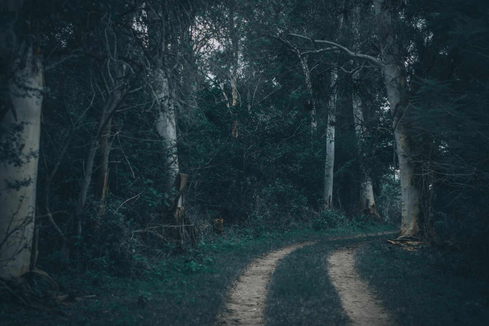 Nikon D7200 sample photo. Forest, blue tones, moody photography
