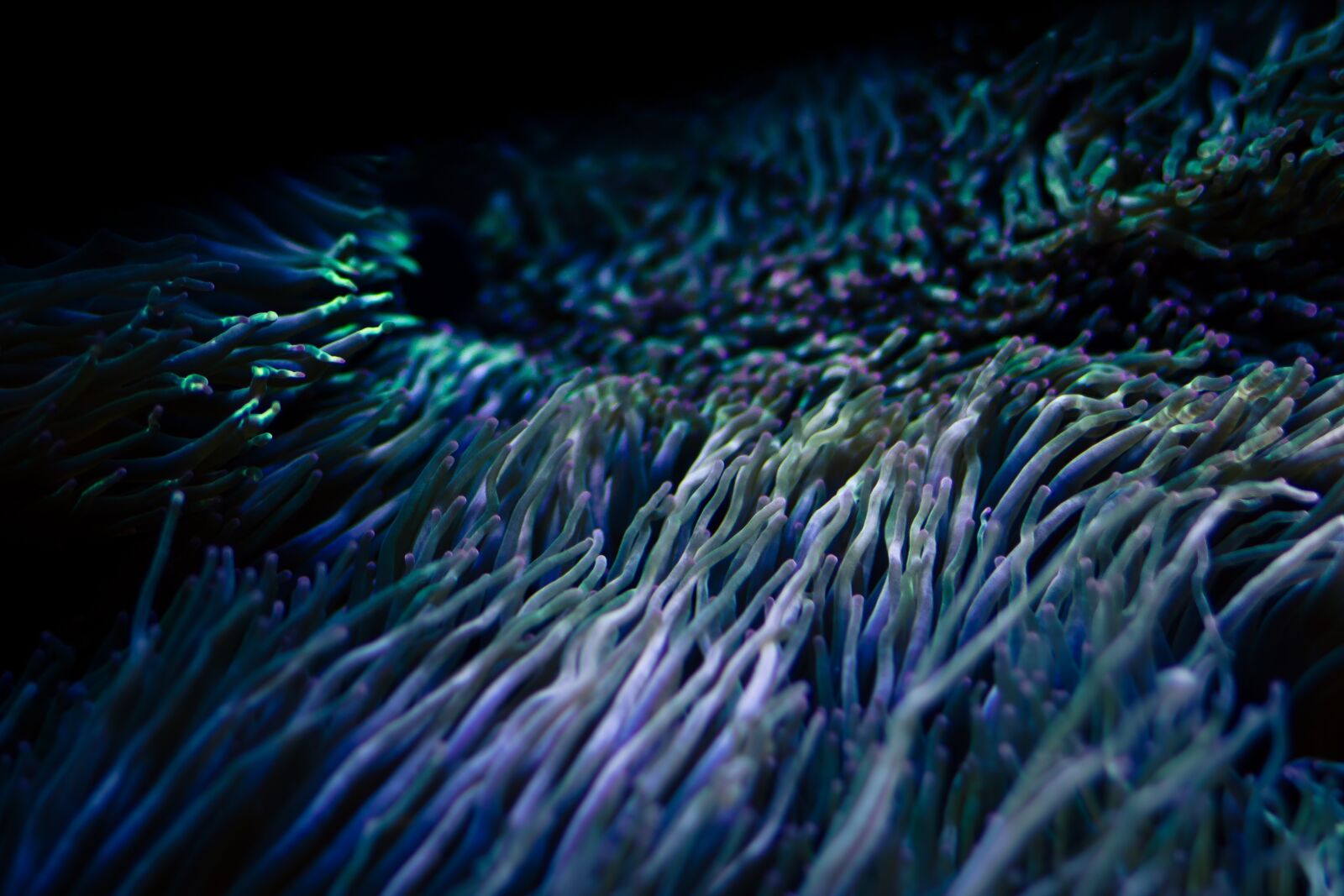 Canon EF 85mm F1.8 USM sample photo. Underwater, aquarium, tank photography