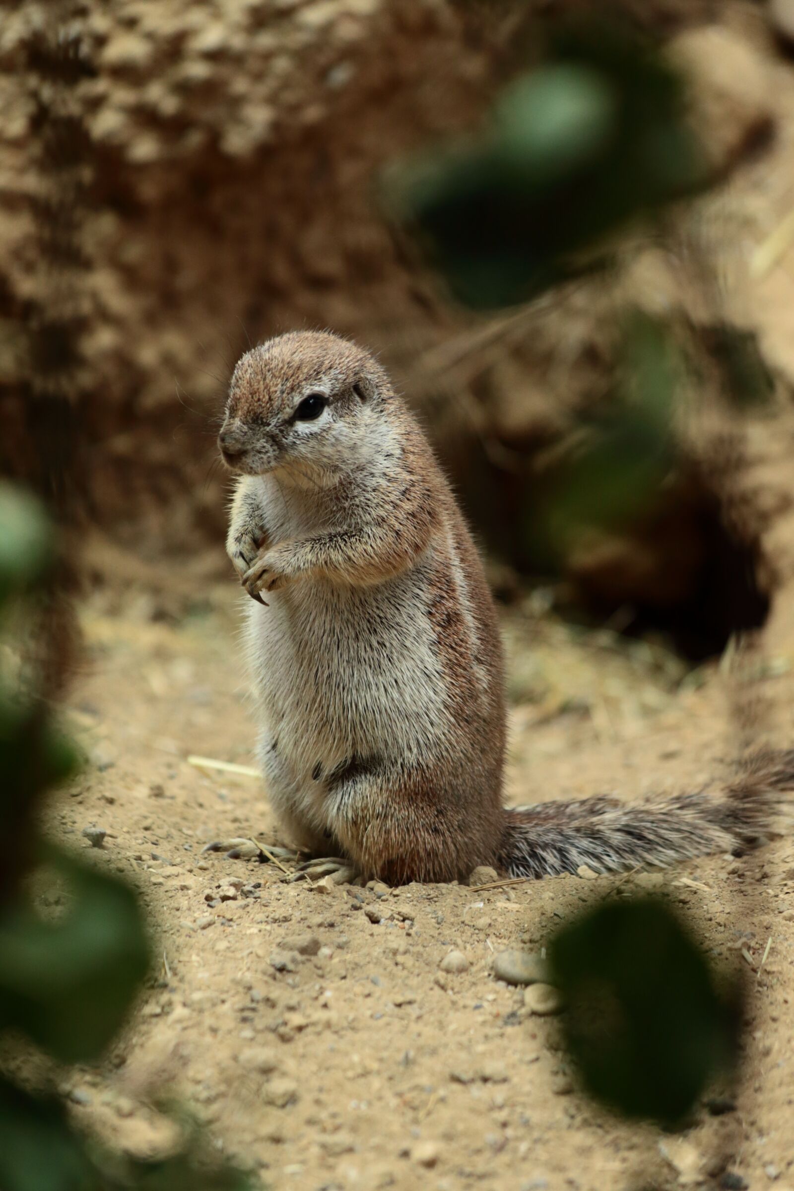 Canon EOS 6D sample photo. Meerkat, zoo, cute photography