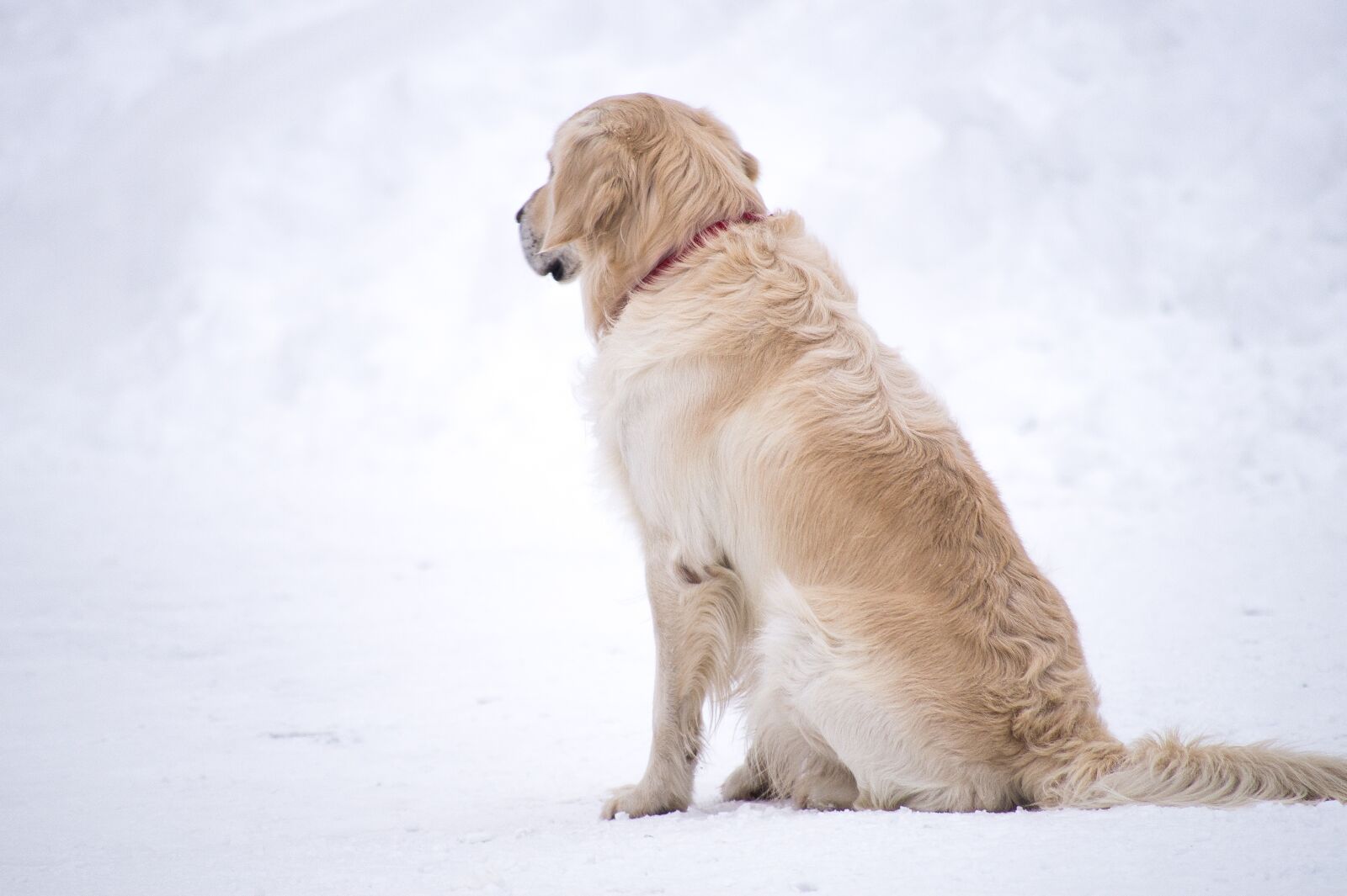 Sony SLT-A58 sample photo. Snow, dog, winter photography