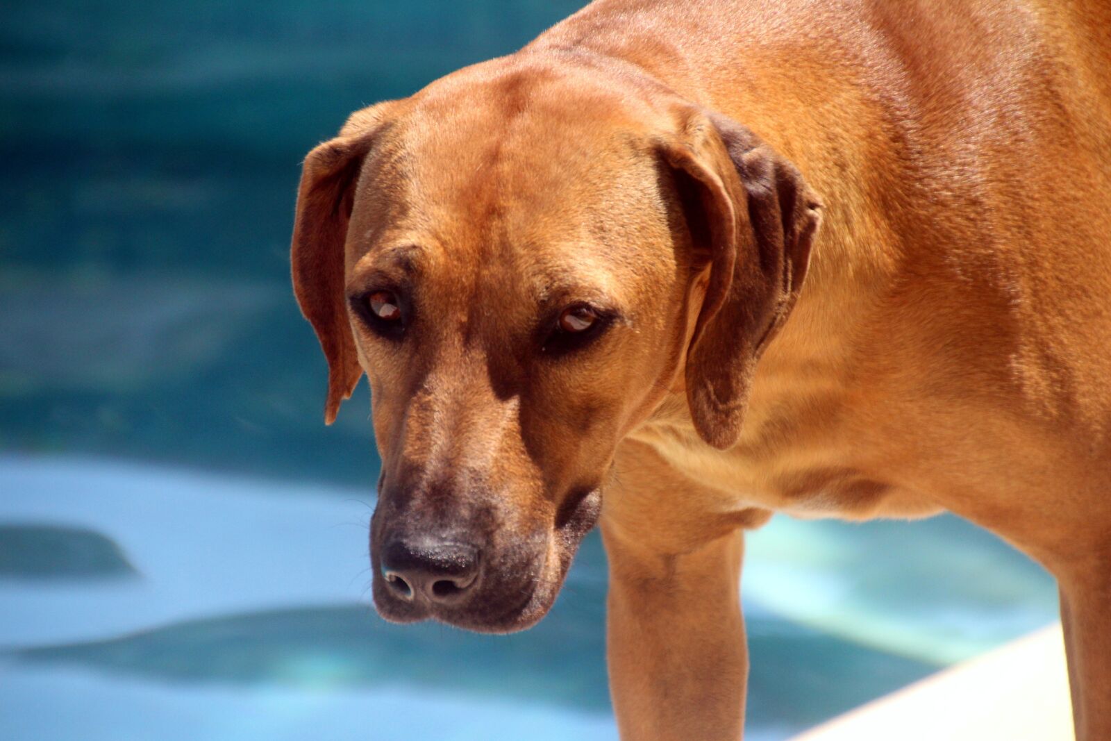 Canon EOS 700D (EOS Rebel T5i / EOS Kiss X7i) sample photo. Dog by the pool photography