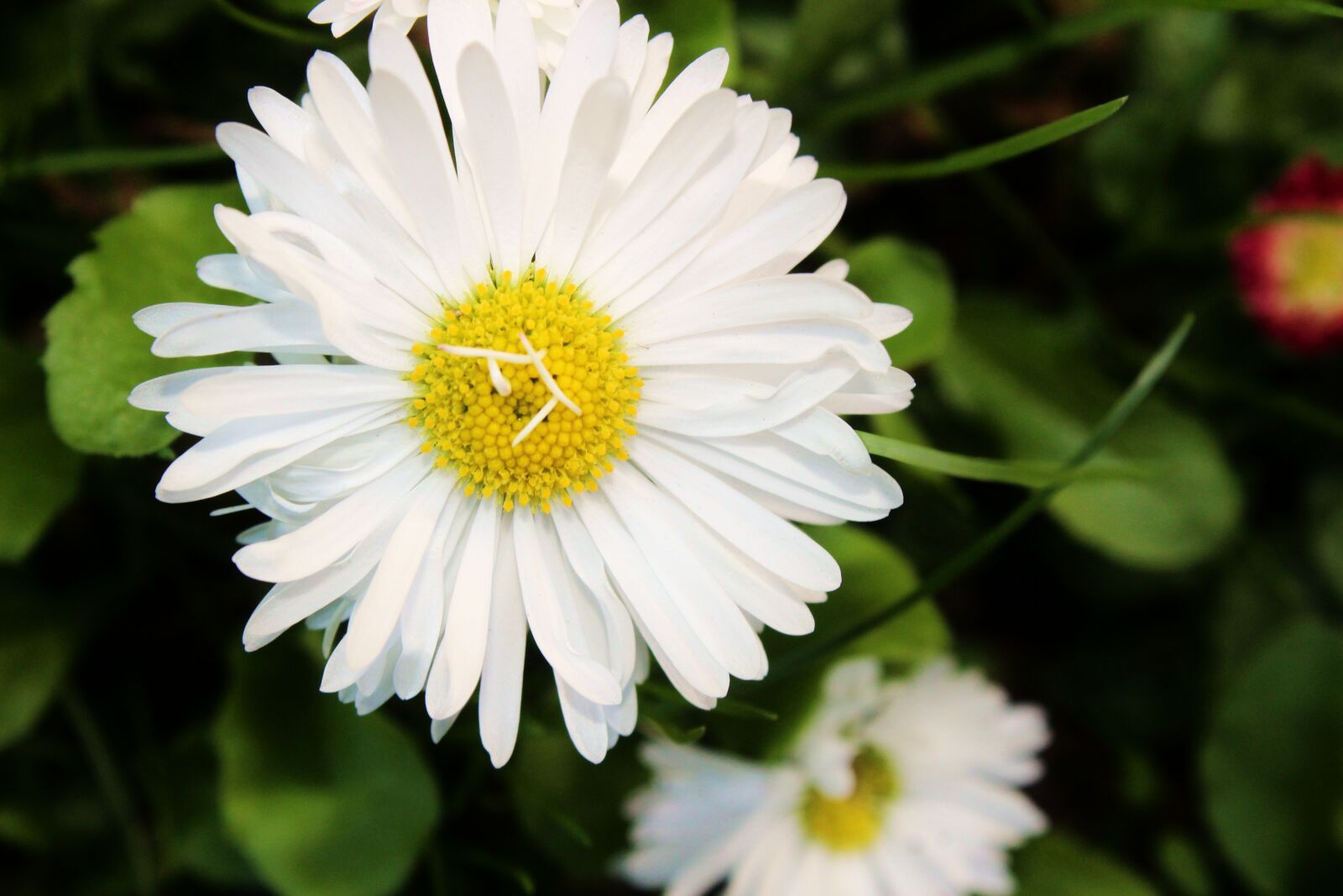 Canon EOS 1300D (EOS Rebel T6 / EOS Kiss X80) sample photo. Daisy, flower, polyana photography