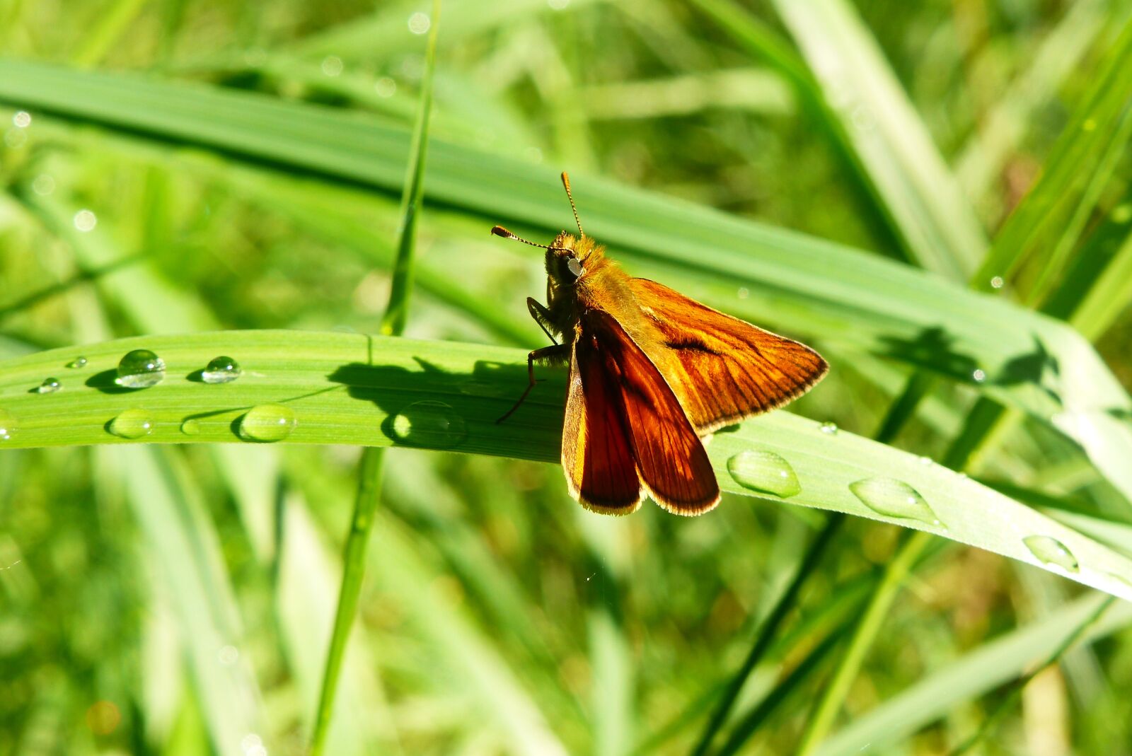 Panasonic Lumix DMC-FZ200 sample photo. Animals, invertebrates, insect photography