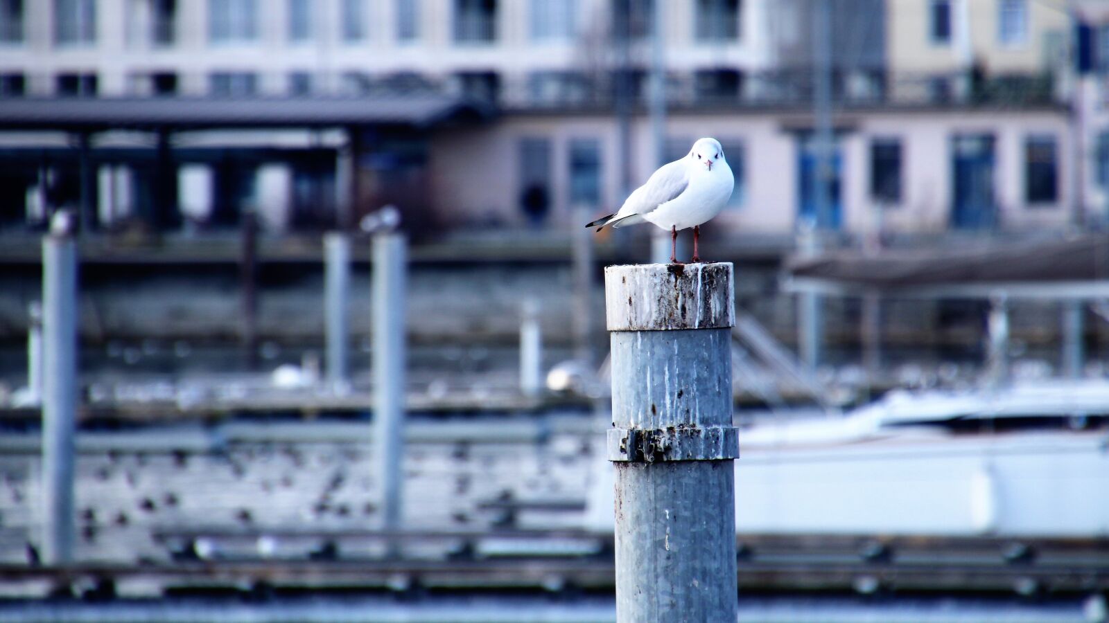 Canon EOS 80D sample photo. Seagull, architecture, port photography