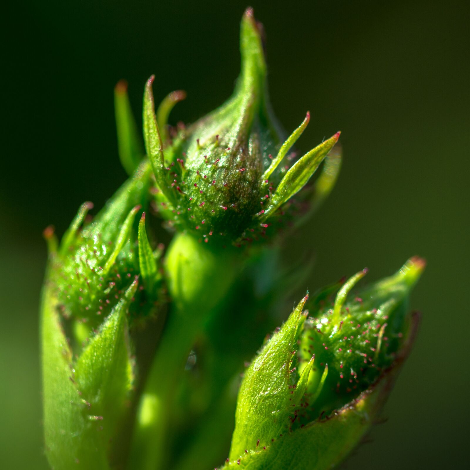 Nikon D7100 sample photo. Rosebud, tentacle, bud photography
