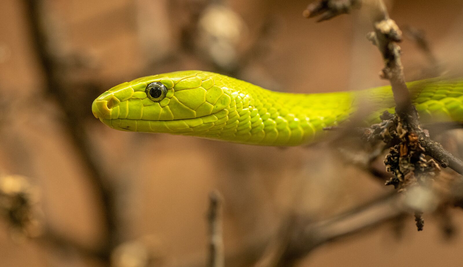 Nikon D850 sample photo. Snake, portrait, head photography
