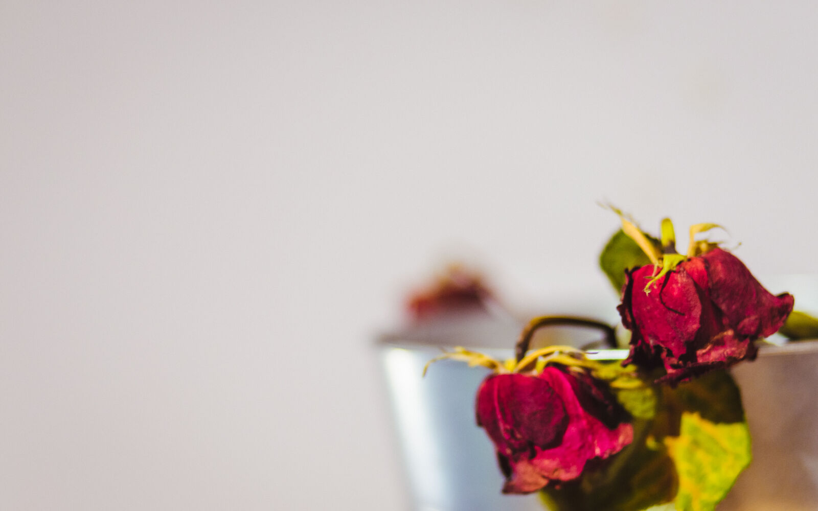Canon EF 85mm F1.8 USM sample photo. Floral, flower, nature, red photography