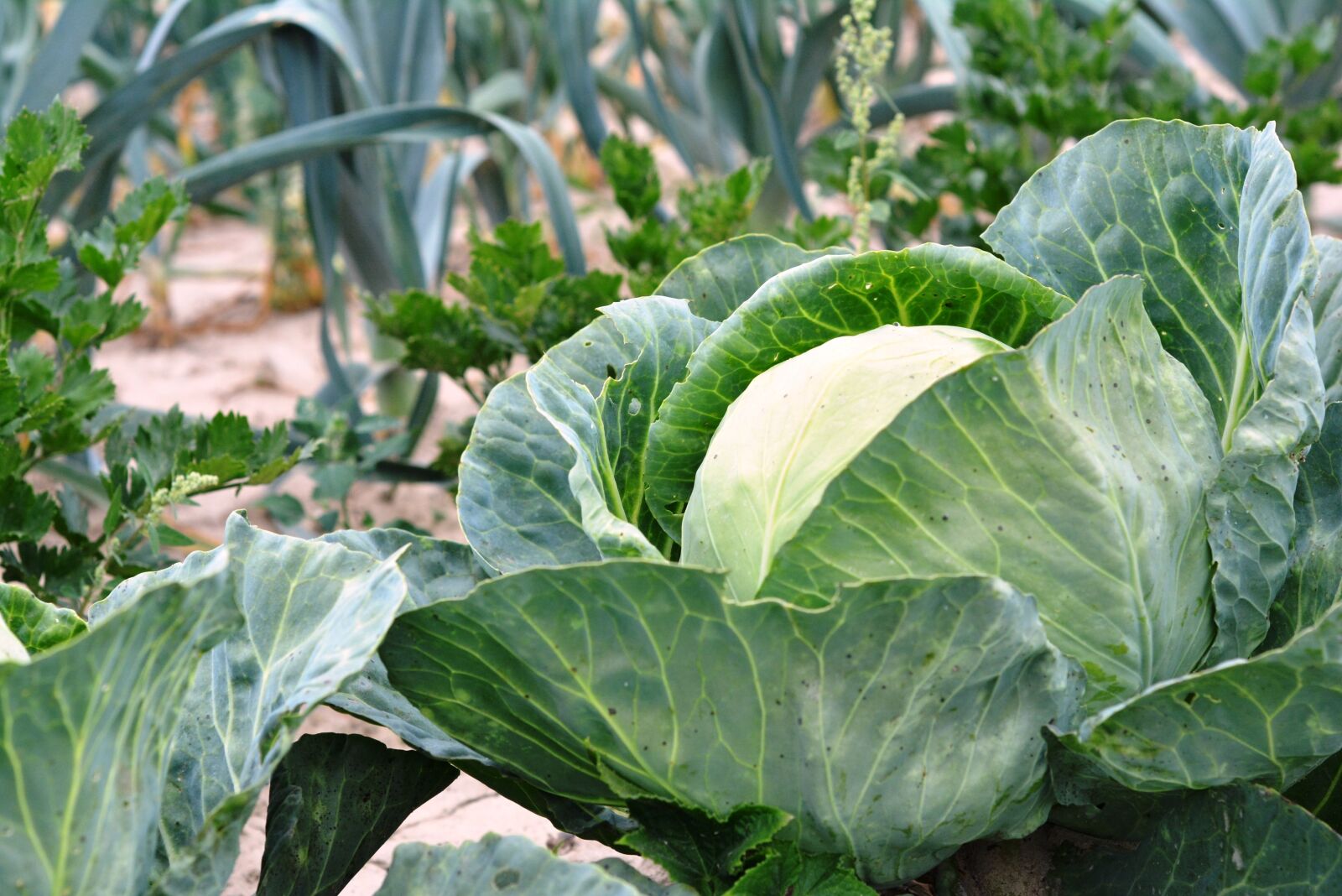 Nikon D5200 sample photo. Cabbage, vegetables, a vegetable photography