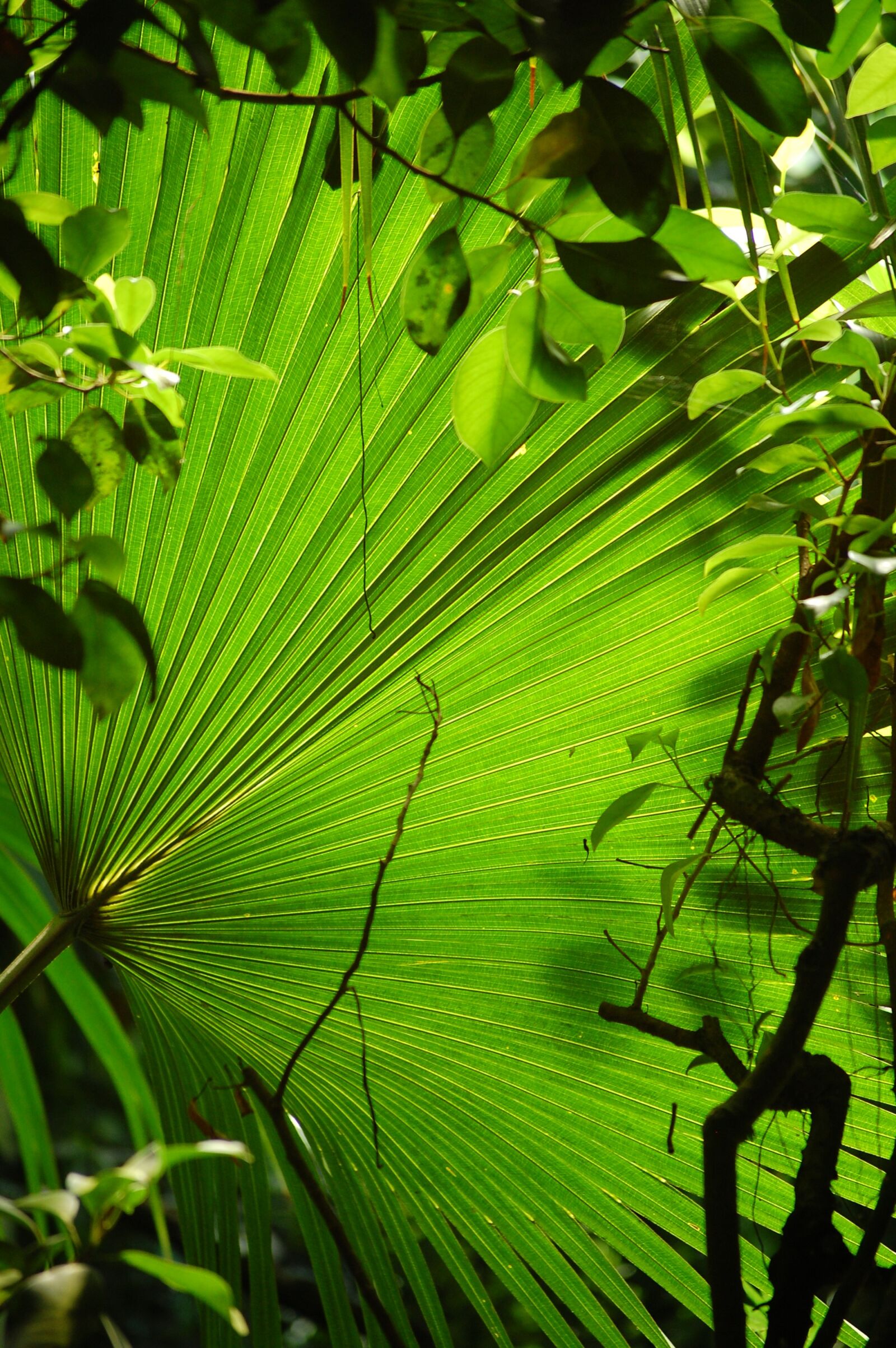 Nikon D40 sample photo. Subjects, leaf, leaves photography