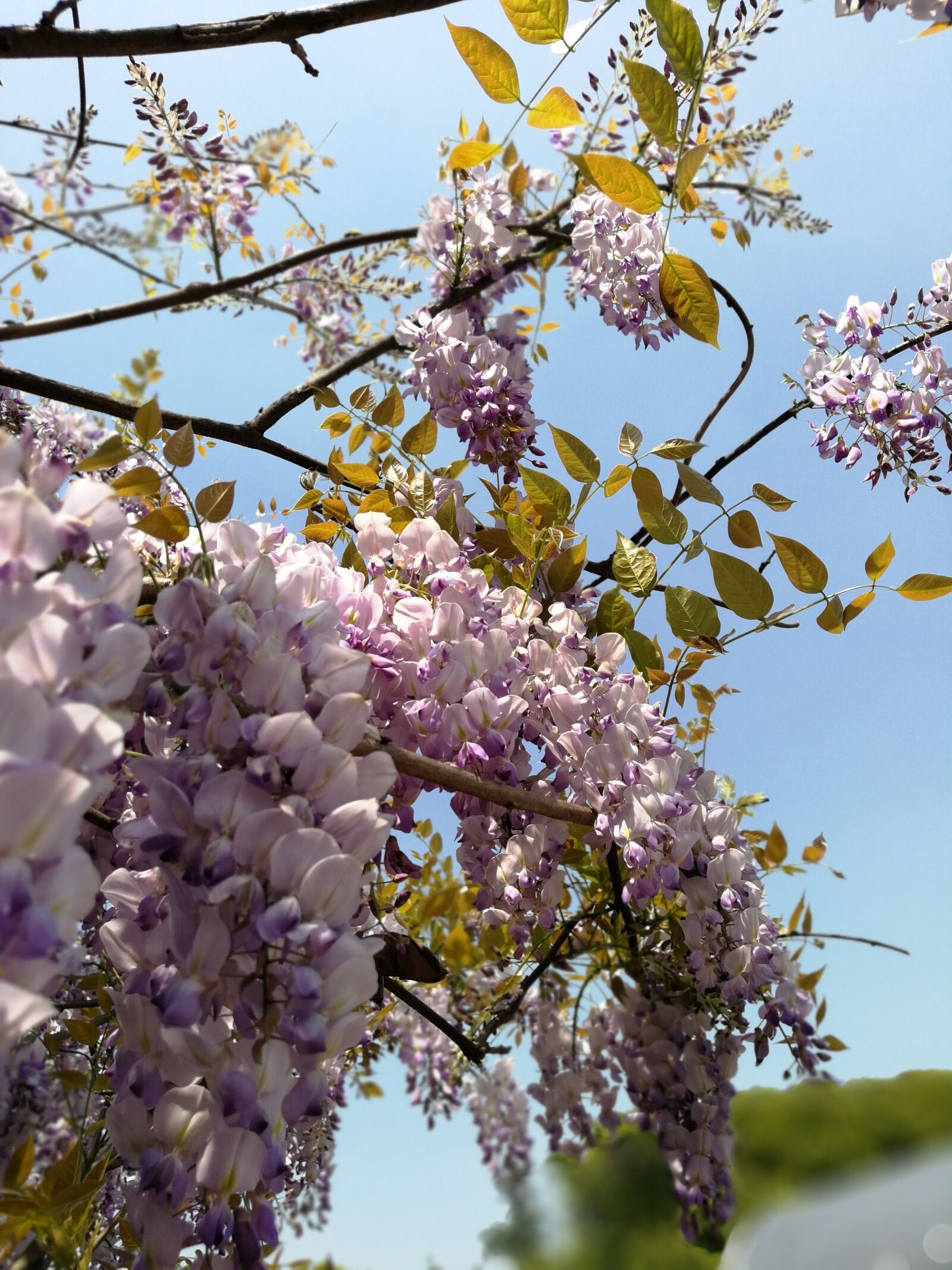 HUAWEI P10 Plus sample photo. Wisteria, tree, flower photography