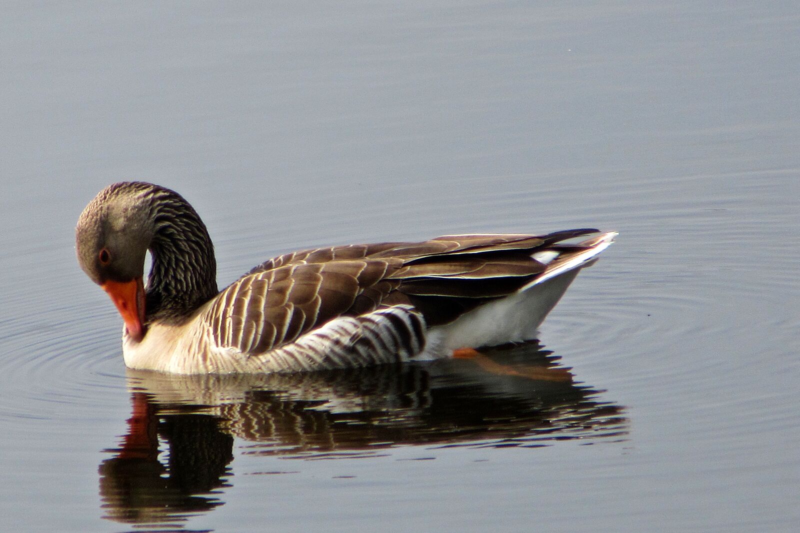 Canon PowerShot SX610 HS sample photo. Body of water, ducks photography