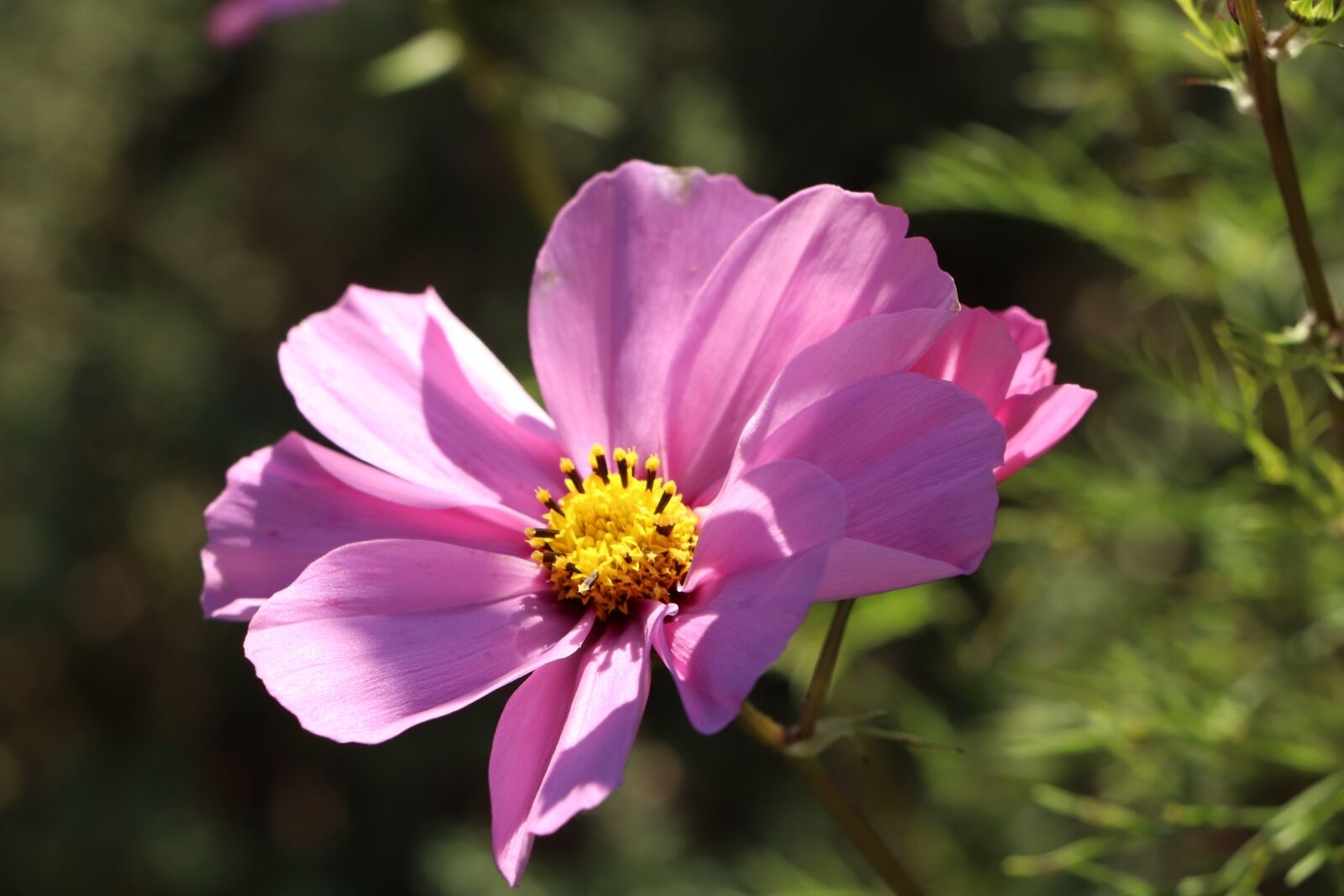 Canon EOS 800D (EOS Rebel T7i / EOS Kiss X9i) sample photo. Cosmos, flower, flowers photography