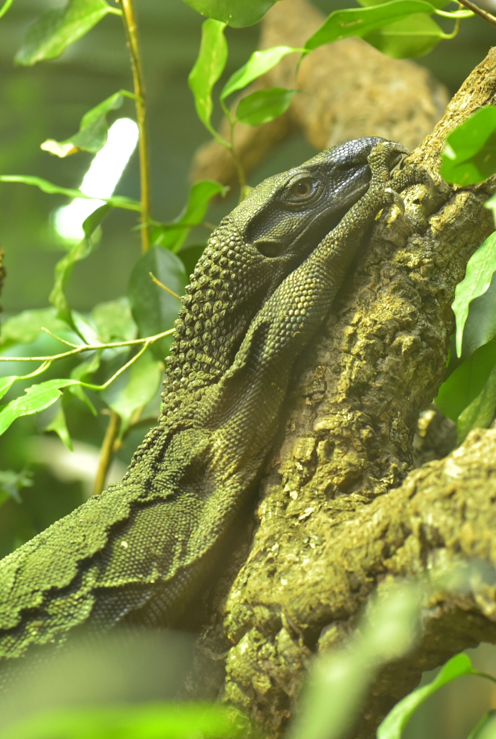 Nikon D750 sample photo. Monitor, prehistoric times, lizard photography