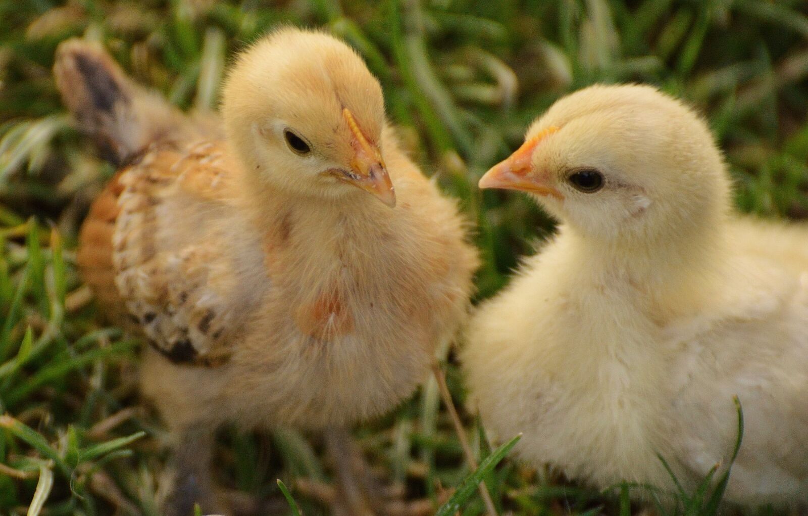 Nikon D3200 sample photo. Chicks, chicken, small photography