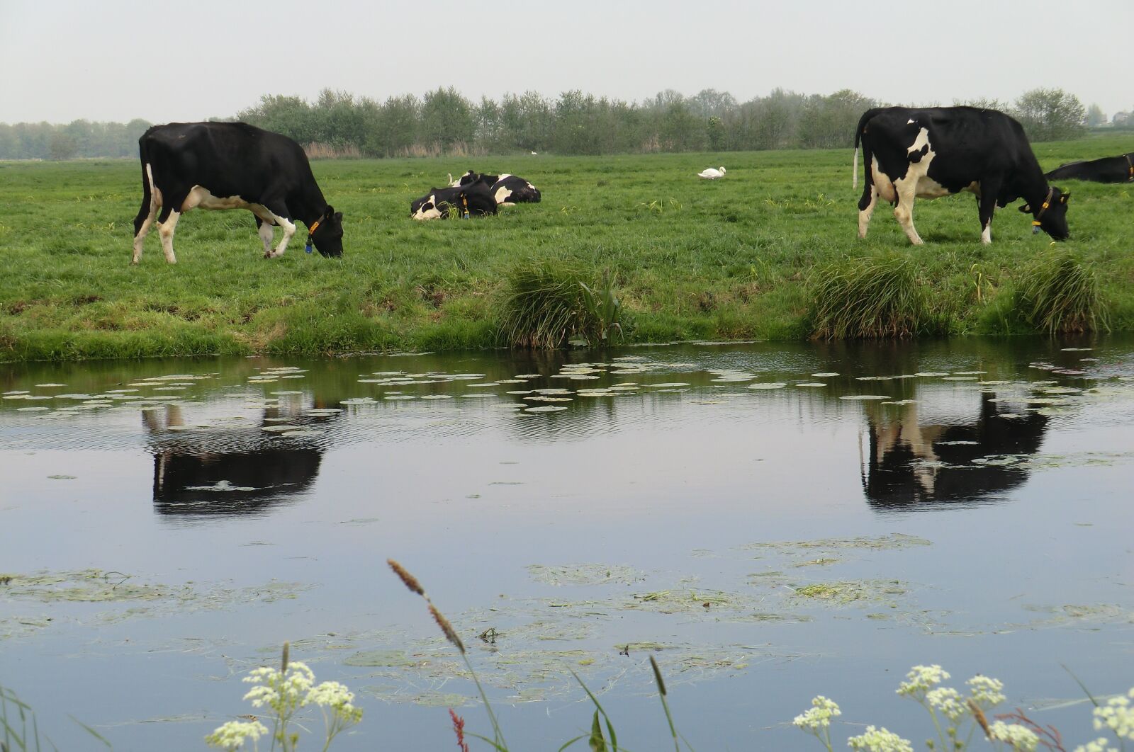 CASIO EX-H5 sample photo. Beef, mammals, cattle photography
