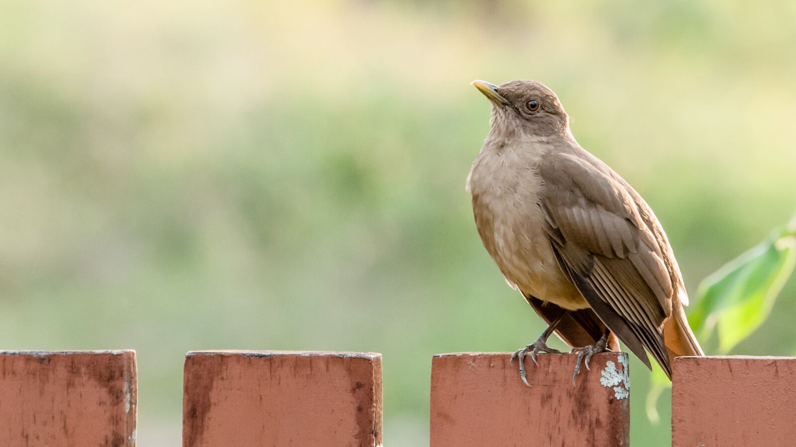 Tamron SP 150-600mm F5-6.3 Di VC USD sample photo. Nature, bird, wildlife photography