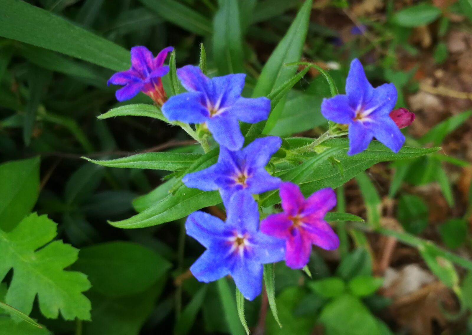 HUAWEI P10 sample photo. Nature, flower, meadows photography