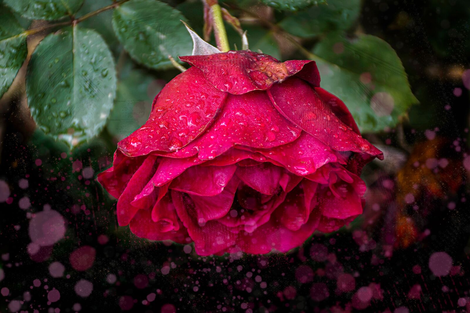 Nikon D5600 sample photo. Rose, red, flower photography